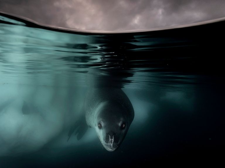 Under the Waterline 
Pic: Matthew Smith/Wildlife Photographer of the Year