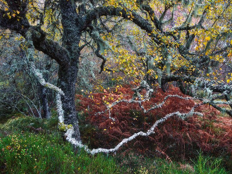 Old Man Of The Glen - Fortunato Gatto/ Wildlife Photographer Of The Year