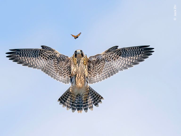 Practice Makes Perfect 
Pic: Jack Zhi/Wildlife Photographer of the Year