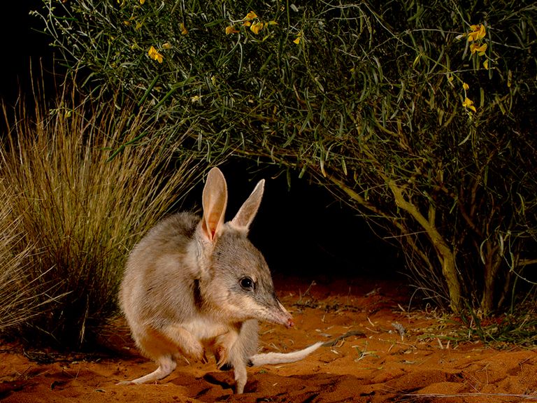 Hope for the Ninu 
Pic: Jannico Kelk/Wildlife Photographer of the Year 