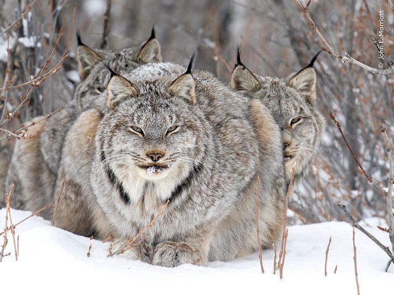 On Watch.
Pic: John E Marriott/Wildlife Photographer of the Year