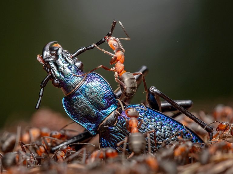 The Demolition Squad.
Pic: Ingo Arndt/Wildlife Photographer of the Year