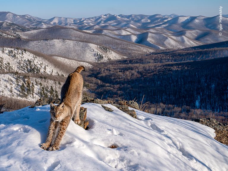 Frontier of the Lynx.
Pic: Igor Metelskiy/Wildlife Photographer of the Year
