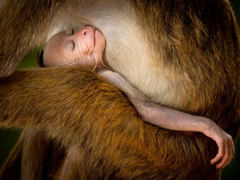 A Tranquil Moment.
Pic: Hikkaduwa Liyanage Prasantha Vinod/Wildlife Photographer of the Year