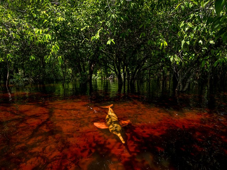 Dolphins of the Forest.
Pic: Thomas Peschak/Wildlife Photographer of the Year