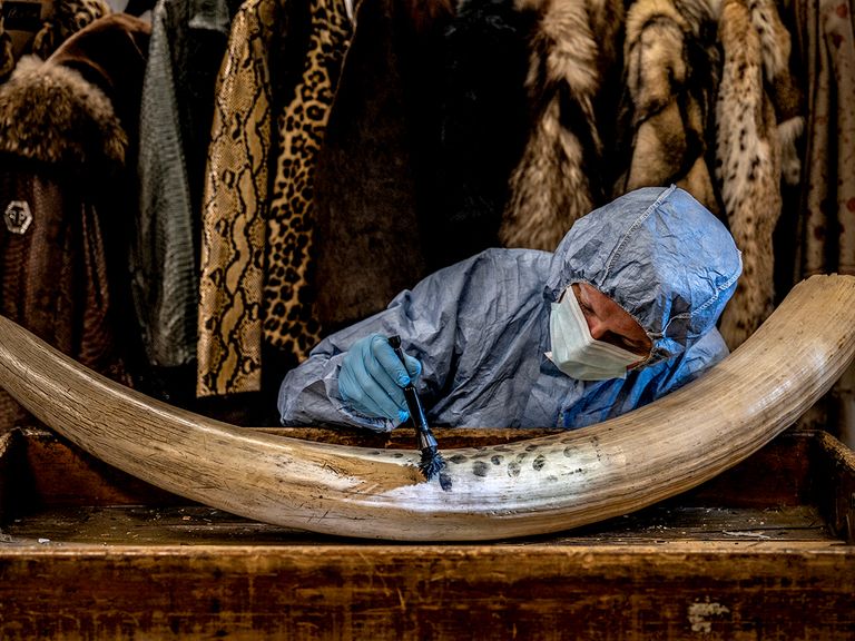 Dusting for New Evidence
Pic: Britta Jaschinski/Wildlife Photographer of the Year