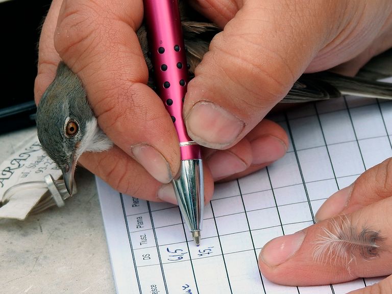 Liwia Pawłowska watches as a relaxed common whitethroat is gently held by abird ringer.Liwia is fascinated by bird ringing, and has been photographing ringing sessionssince she was nine. 