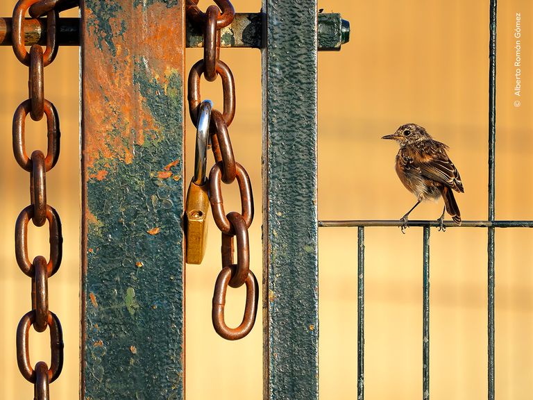 Free As A Bird - Alberto Roman Gomez/ Wildlife Photographer Of The Year