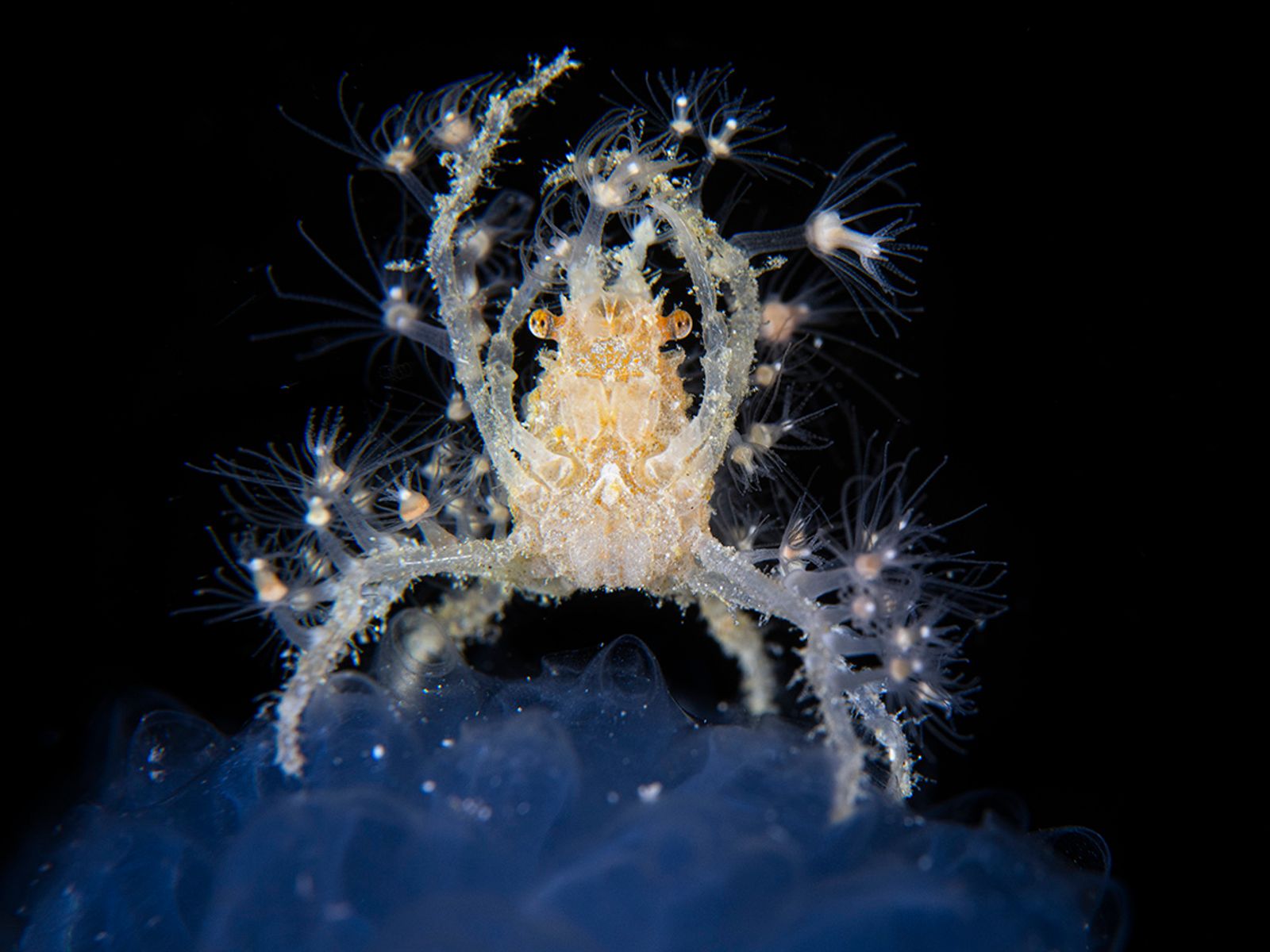Wildlife photographer people's choice: The 25 shortlisted images | Ents ...