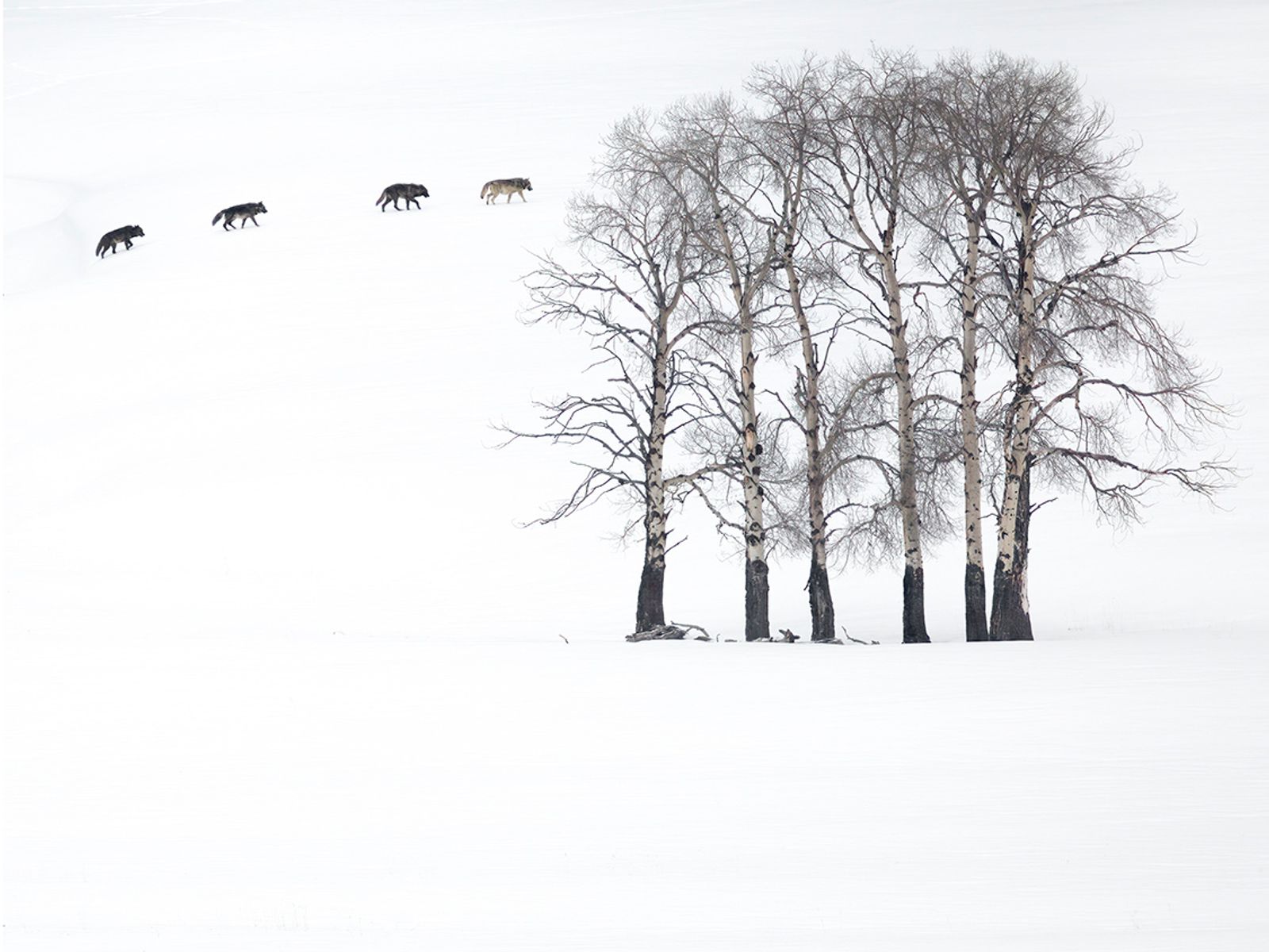 Wildlife photographer people's choice: The 25 shortlisted images | Ents ...