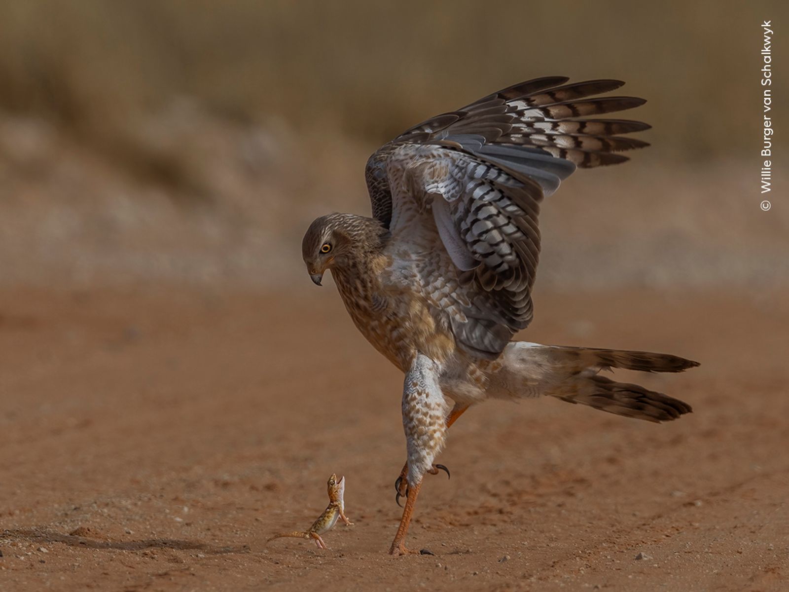 Wildlife photographer people's choice: The 25 shortlisted images | Ents ...
