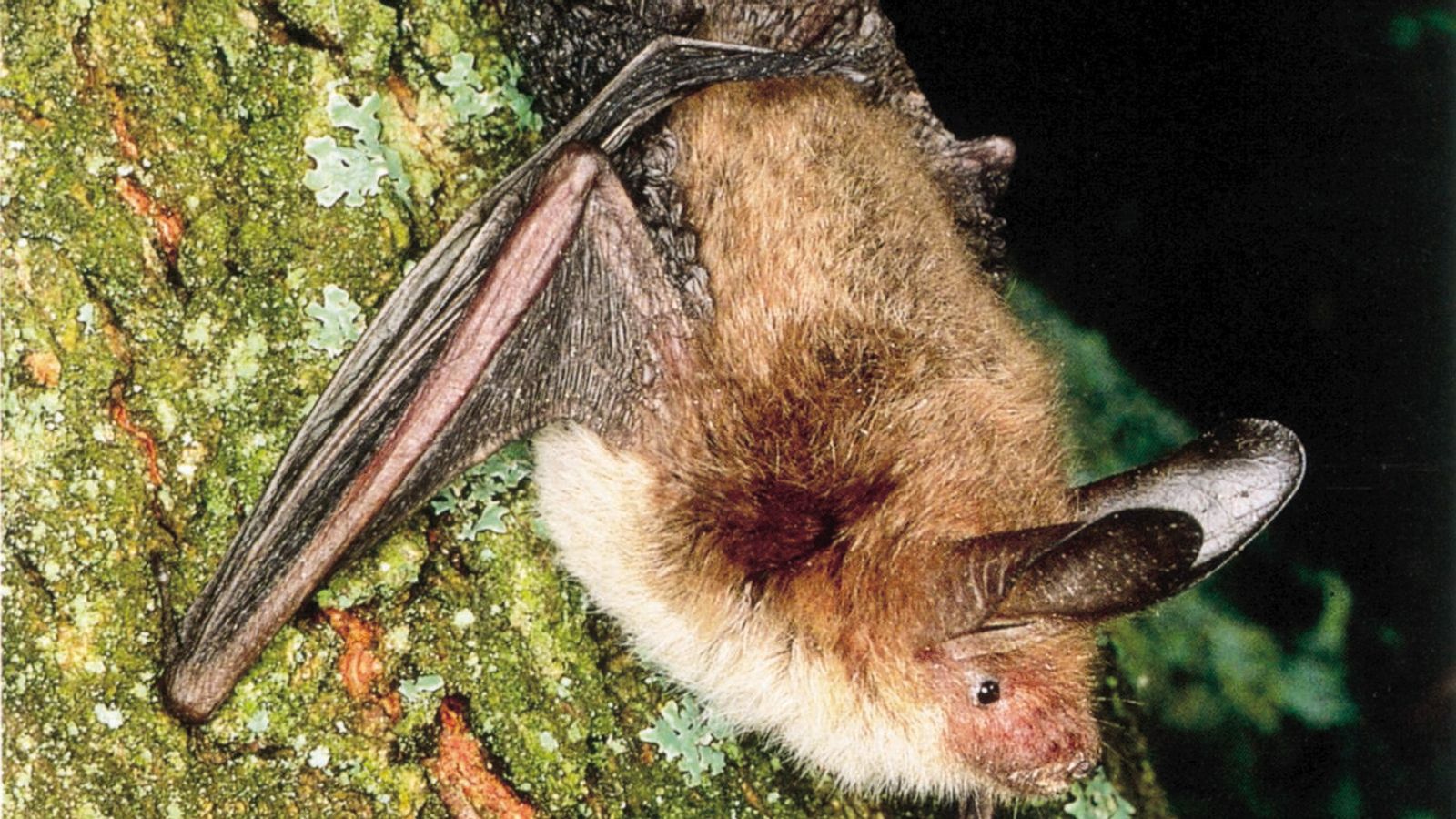 HS2 boss reveals £100m bill for a railway line 'bat shed' that 'isn't ...