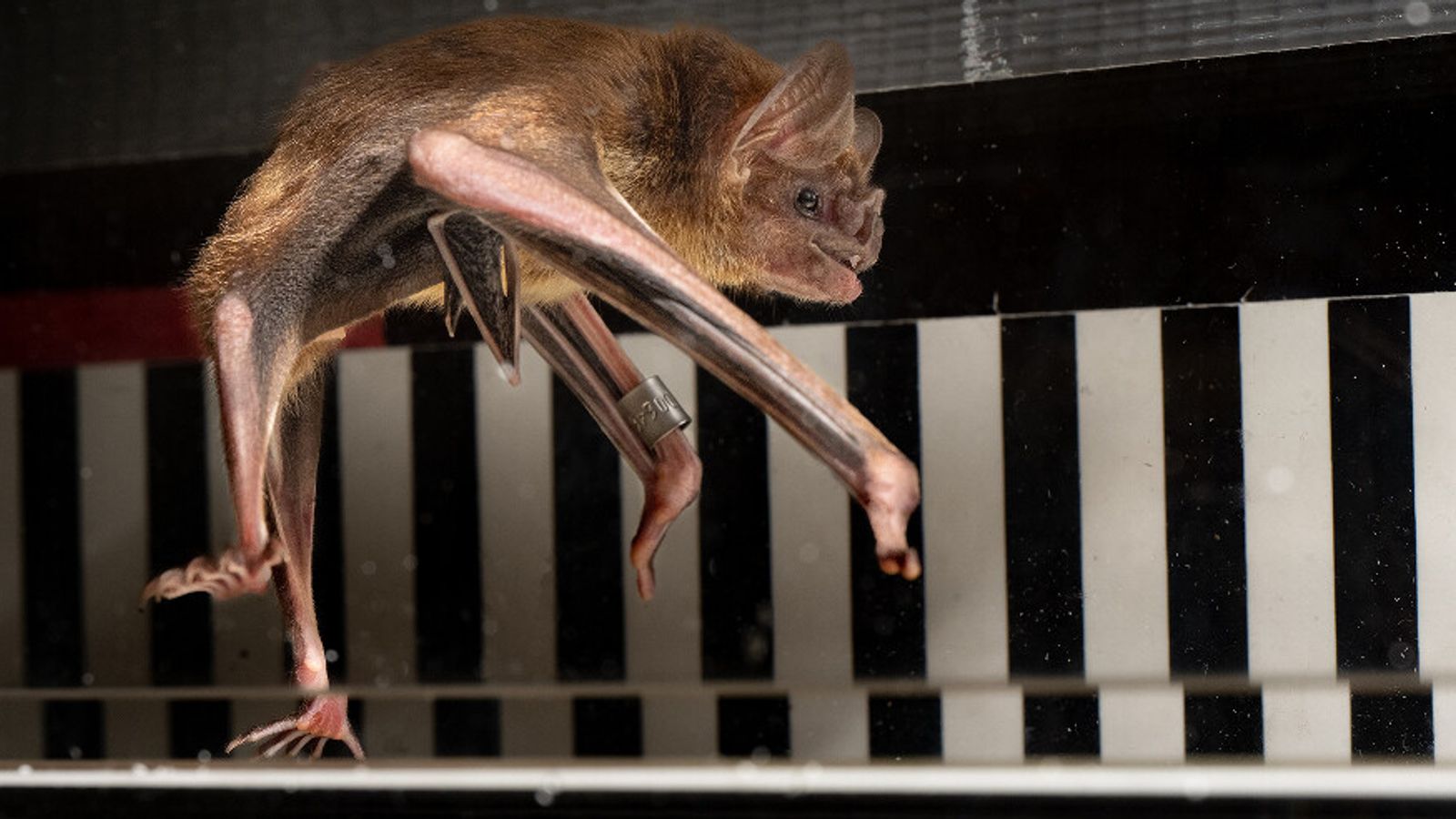 Vampire bats sprint on treadmill as study shows special way they use blood for energy