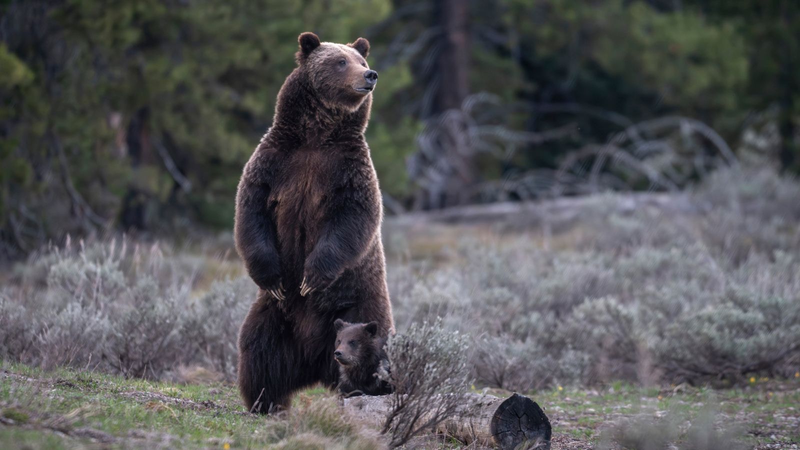 Vigil for beloved Grizzly No. 399 who was killed by a vehicle