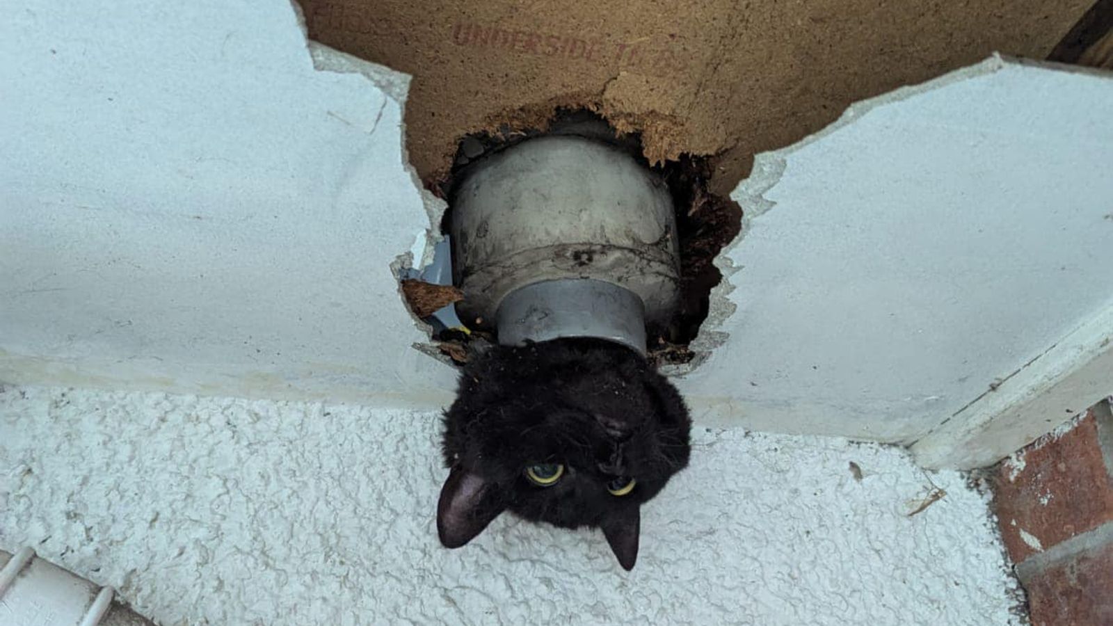 Cat wriggles through drainpipe - but with less-than-purrfect results