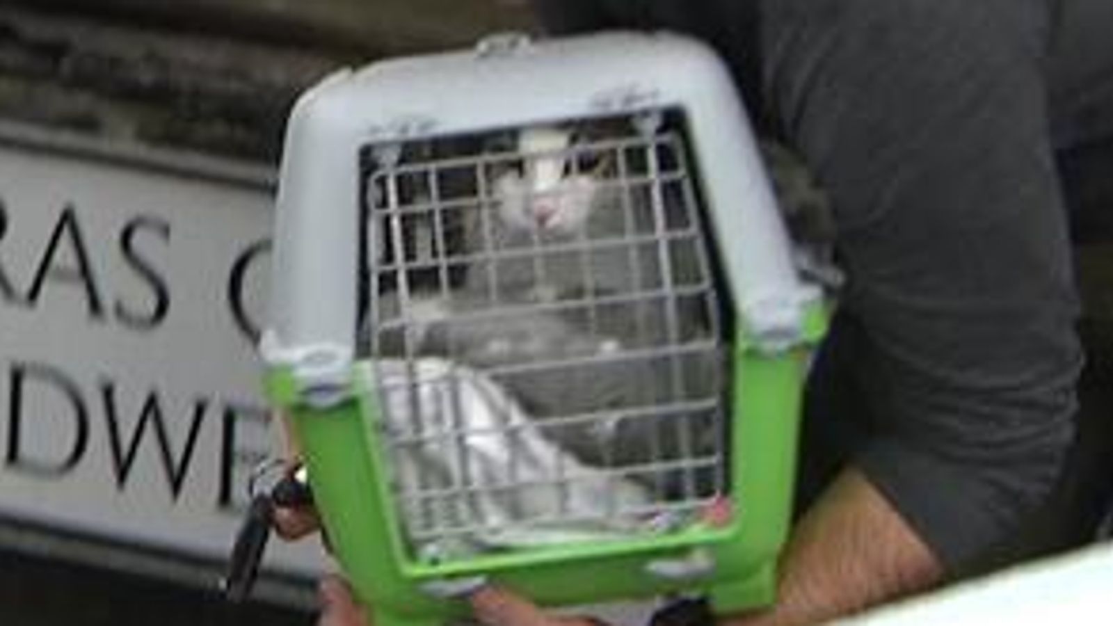 Cat rescued as major incident declared in parts of South Wales | News ...