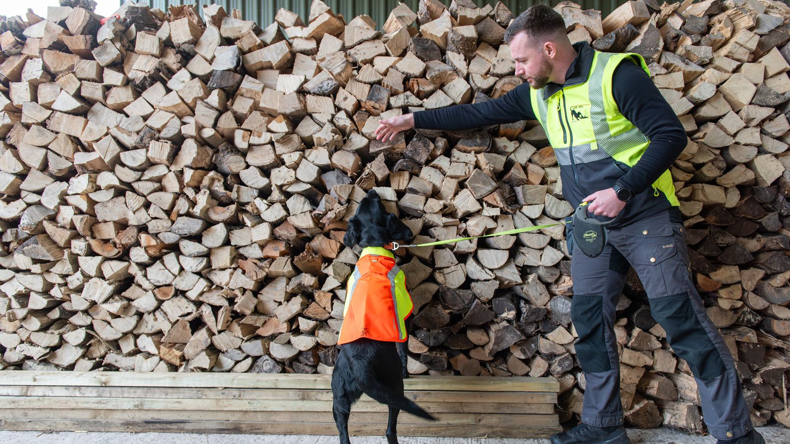Nature's best friend: Sniffer dog roots out tree disease in UK first