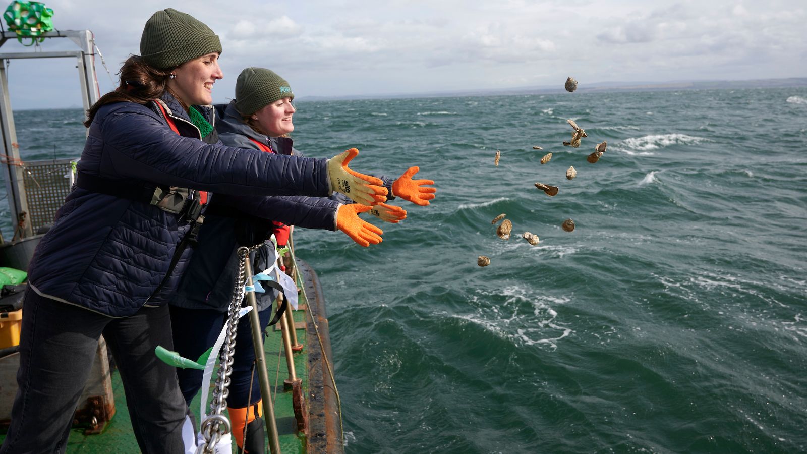 Native oysters locally extinct for a century now 'thriving' again, say experts