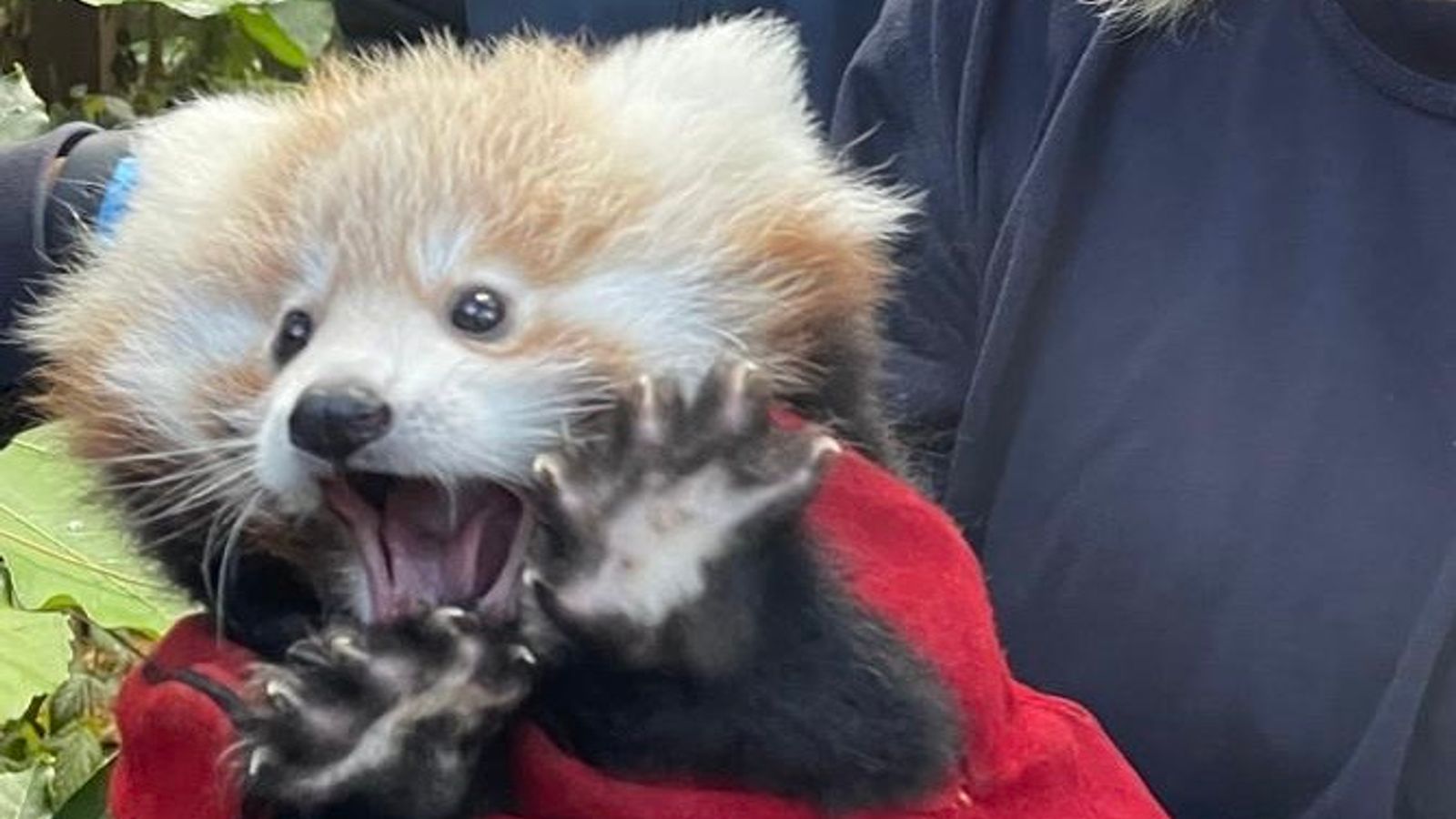 Baby red panda dies in Scotland after choking on vomit as nearby fireworks set off