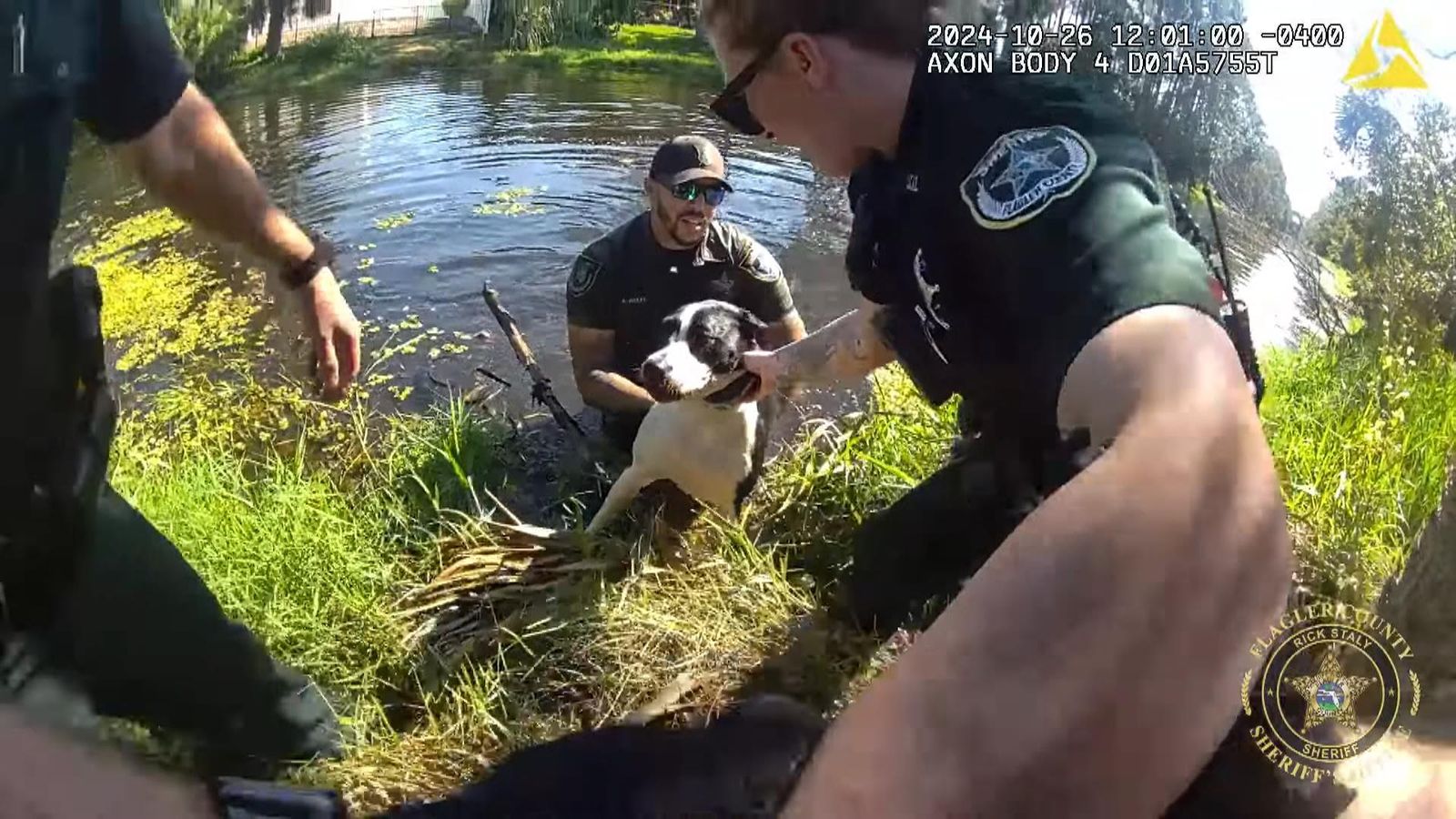 Sheriff's deputies rescue lost dog from canal in Florida | US News ...