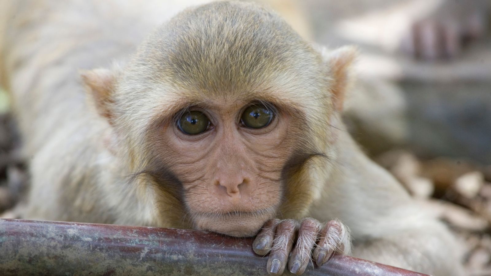 Search teams recover 25 monkeys who escaped Alpha Genesis research facility in South Carolina - but 18 remain at large