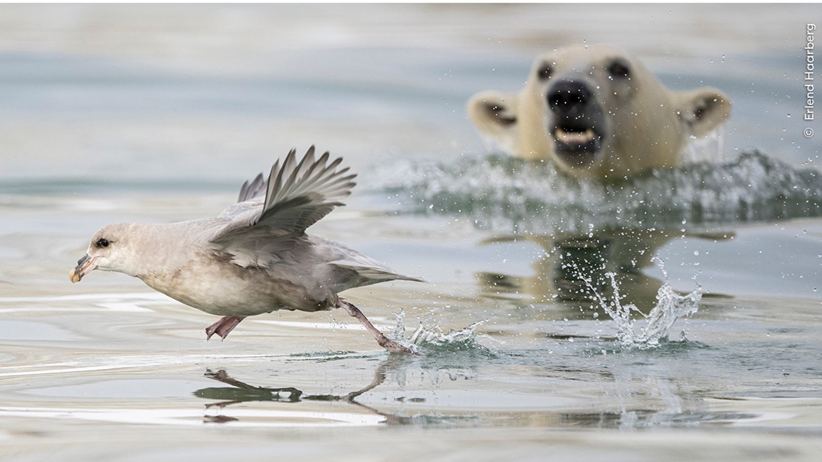 Wildlife photographer people's choice: The 25 shortlisted images | Ents ...