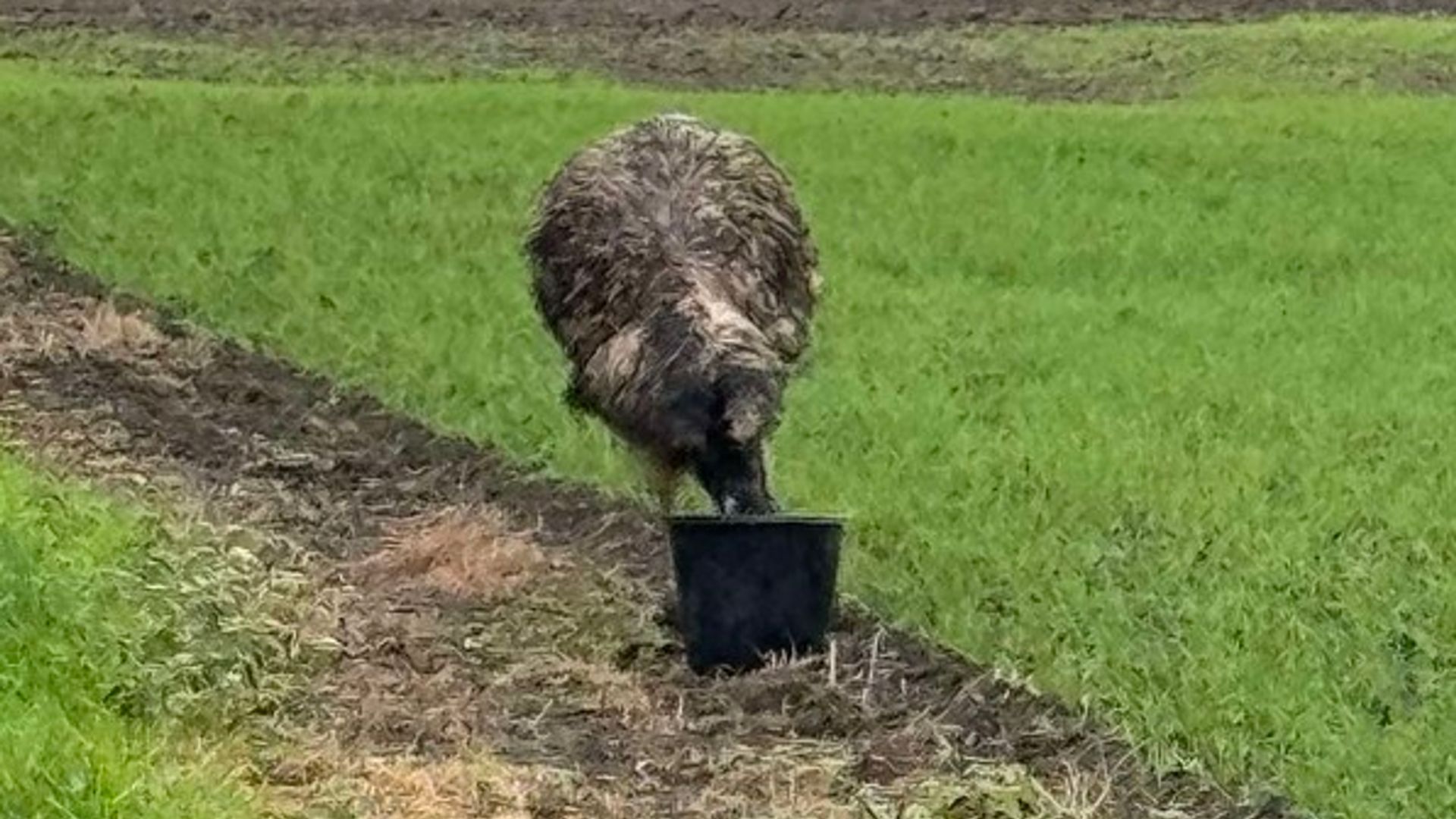 Stop chasing on-the-run emu in your 4x4s, police warn drivers