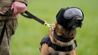 Military working dog Una, wearing safety goggles and vest during continuation training, at St George's Barracks, Rutland.  
Pic PA