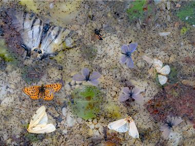 Wildlife photographer people's choice: The 25 shortlisted images | Ents ...