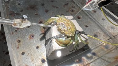 Crabs feel pain, scientists find - prompting calls for more humane ways