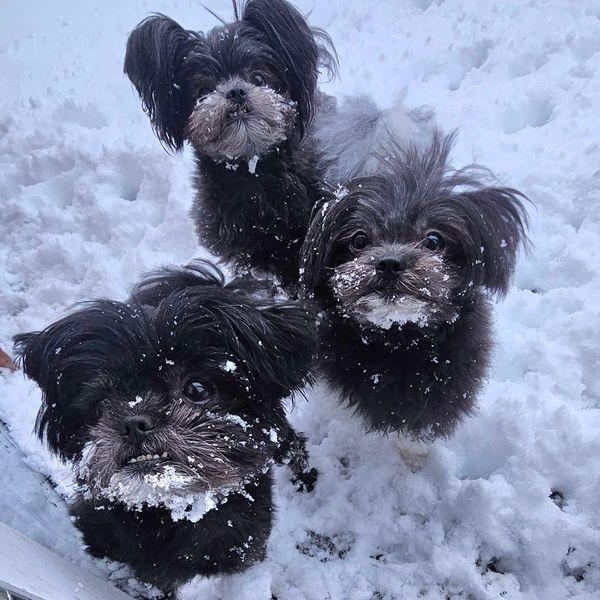 Toby, Teddy and Tippex in Derbyshire 