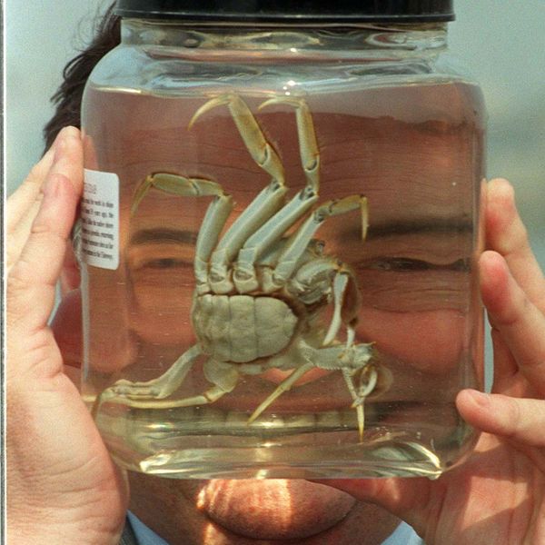 John Prescott takes a close look at a Chinese Mitten Crab called Dennis, during a news conference about the Millenium flood defences.
Pic: PA