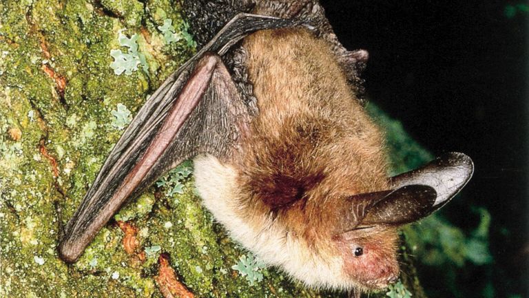 Sheephouse Wood is home to several different bat species, including the most northerly known colony of the rare Bechstein's bat. Pic: PA