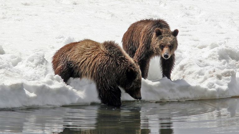 This photo provided by Grand Teton National Park shows Grizzly bear No. 399 and her cub in 2008. Pic: National Park Service/AP