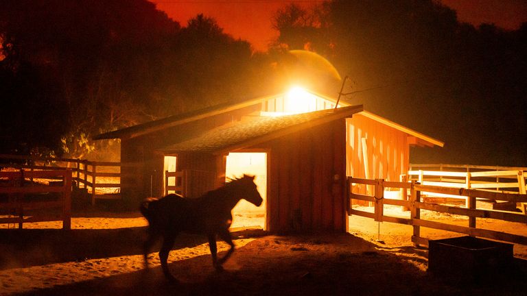 A horse stands in an enclosure as the Mountain Fire burns behind on Wednesday, Nov. 6, 2024, in Santa Paula, Calif. (AP Photo/Noah Berger)