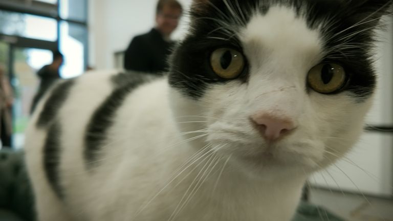 Ted the cat at Styal Prison and Young Offender Institution