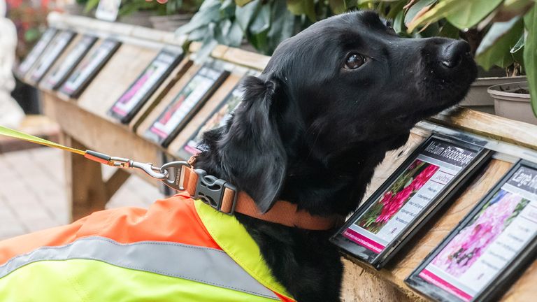 Cape SPC sniffer dog at Bents Garden Centre