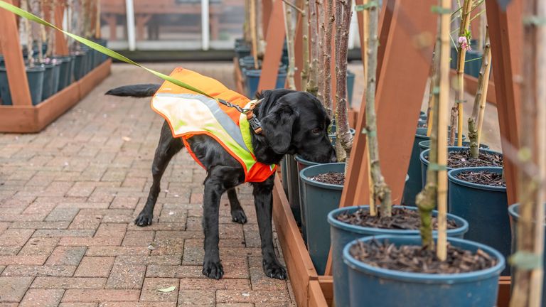 Cape SPC sniffer dog at Bents Garden Centre