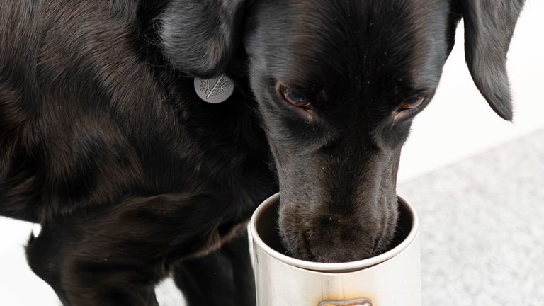 Cape SPC sniffer dog