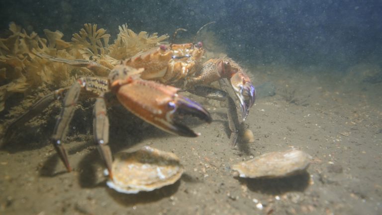 Undated handout photo issued by Heriot Watt University of oysters in the Firth of Forth as marine experts have expressed delight over positive signs that thousands of oysters released into the Firth of Forth are settling in well to their new environment. Heriot-Watt University, one of a group of organisations involved in a project to reintroduce European flat oysters to the estuary, recently led monitoring sessions with divers and underwater camera equipment to check on their status. Issue date: