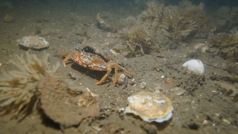 Undated handout photo issued by Heriot Watt University of oysters in the Firth of Forth as marine experts have expressed delight over positive signs that thousands of oysters released into the Firth of Forth are settling in well to their new environment. Heriot-Watt University, one of a group of organisations involved in a project to reintroduce European flat oysters to the estuary, recently led monitoring sessions with divers and underwater camera equipment to check on their status. Issue date: