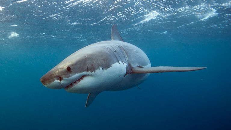 Great white shark. File pic: andythirlwell/iStock