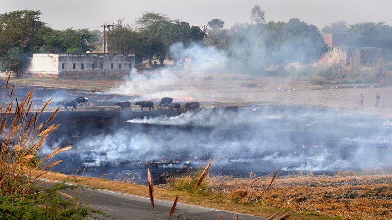 India Air Pollution
Buffalos run across as farmers burn crop residue after harvest near Agra-yamuna expressway at Mandi village some 290 kilometers (181 miles) from New Delhi, India, Sunday, Nov. 17, 2024. (AP Photo/Manish Swarup)