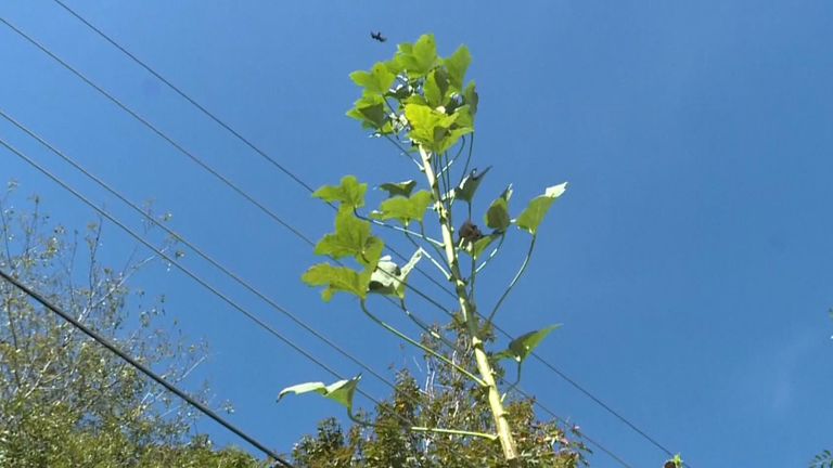 North Carolina: Is this the tallest okra plant ever? | Offbeat News ...