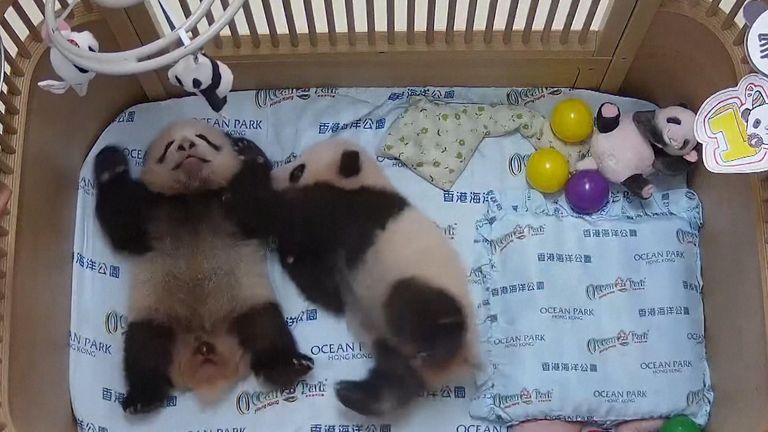 panda cubs hong kong