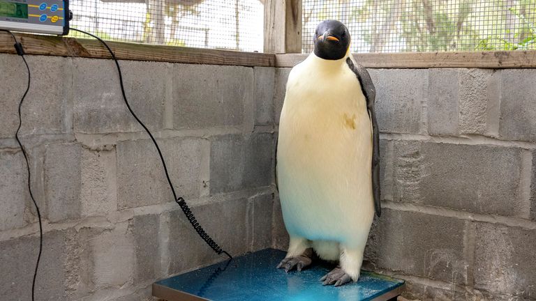 In this undated photo provided by the Department of Biodiversity, Conservation and Attractions, a male emperor penguin dubbed Gus, stands on a scale after being discovered on a beach near Denmark, Australia, on Nov. 1, 2024, thousands of kilometers from its normal habitat on Antarctica. (Miles Brotherson/DBCA via AP)