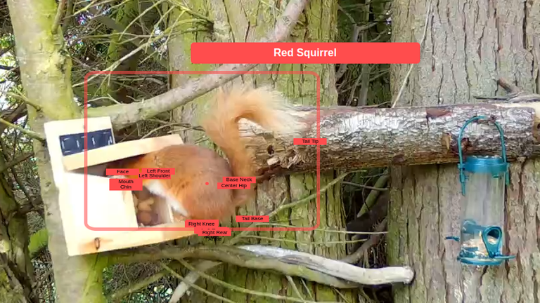 AI squirrel watcher deployed to protect endangered red squirrels