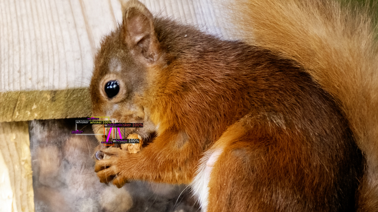 The next stage of the programme will identify individual squirrels. Pic: Genysys Engine