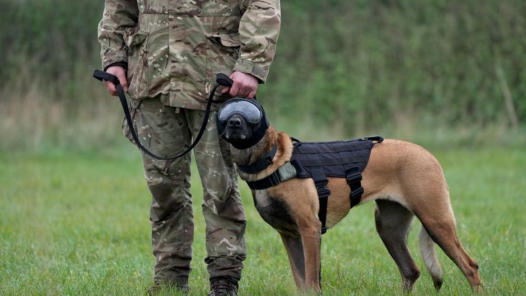 Military working dog Una, wearing safety goggles, ear defenders and vest during continuation training, at St George's Barracks, Rutland.
Pic PA