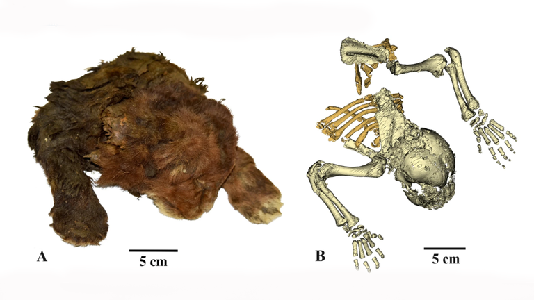 A picture of the frozen mummy and a digital re-creation of its skeleton. Pics: A V Lopatin/Scientific Reports